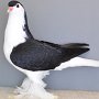 Lahore schwarz von Frerichmann, Tim Preis hv 96 LVP1